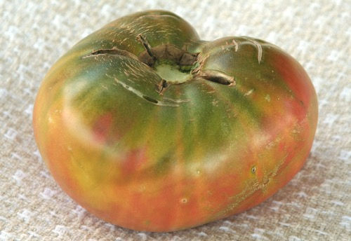 Tomato 'Ananas Noir'