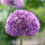 Thumbnail: Allium 'Purple Sensation'