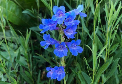 Penstemon cyanocaulis