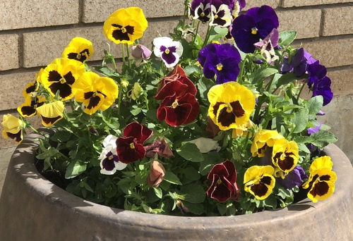 Pansy 'Swiss Giants Mixed'