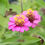 Thumbnail: Zinnia 'Thumbelina Mix'