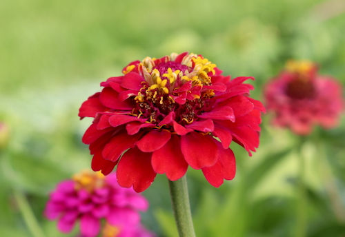 Zinnia 'Thumbelina Mix'