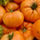 Thumbnail: Tomato 'Summer Cider'