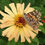 Thumbnail: Zinnia 'Cactus Flowered Mix'