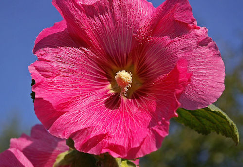 Thumbnail: Alcea rosea 'Indian Spring'