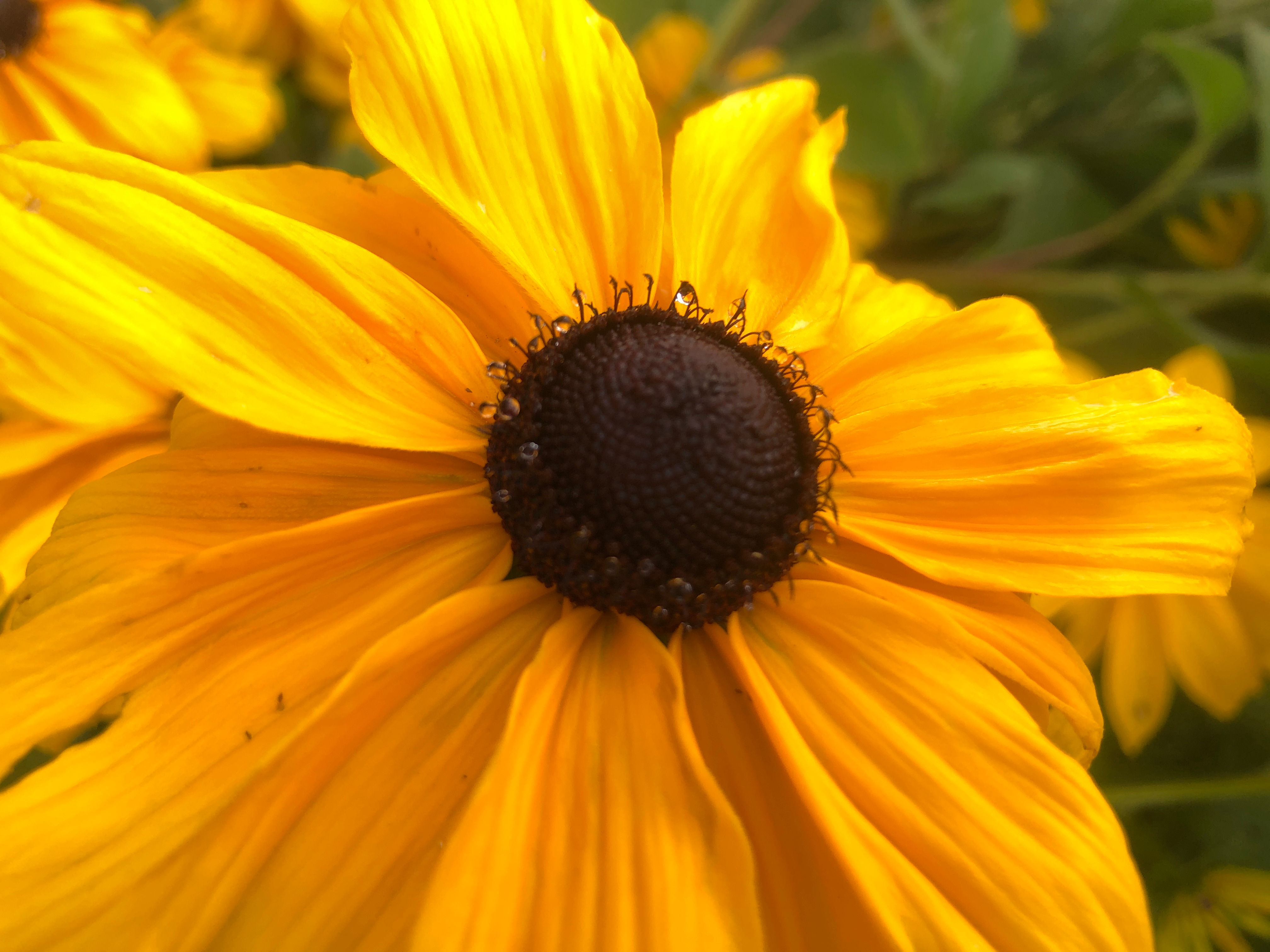 Rudbeckia 'Indian Summer'