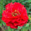 Thumbnail: Geum 'Blazing Sunset'