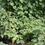 Thumbnail: Ground Cherry 'Geltower'