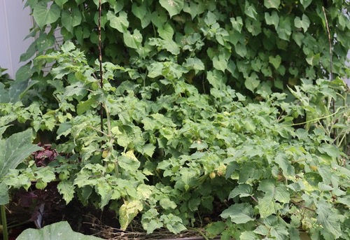 Thumbnail: Ground Cherry 'Geltower'