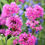 Thumbnail: Lychnis viscaria ‘Feuer’