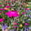 Thumbnail: Lychnis coronaria