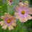 Thumbnail: Cosmos 'Apricotta'