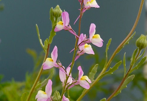 Linaria maroccana (Toad Flax)