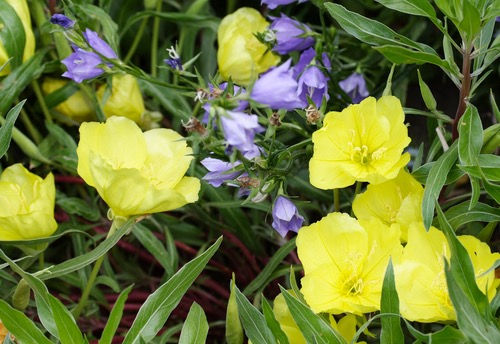 Oenothera (Evening Primrose)