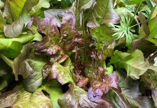 Thumbnail: Lettuce 'Bronze Arrow'