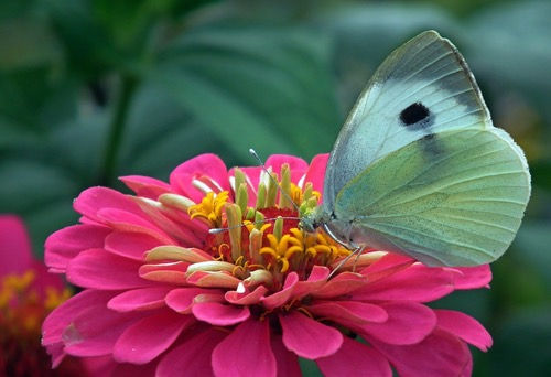 Thumbnail: Zinnia 'Pumila Mix'