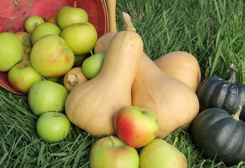 Squash 'Waltham Butternut'