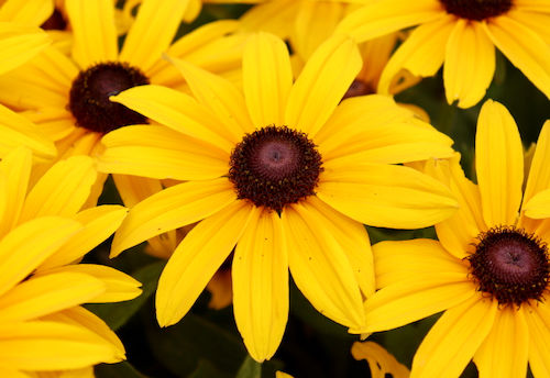 Thumbnail: Rudbeckia 'Indian Summer'