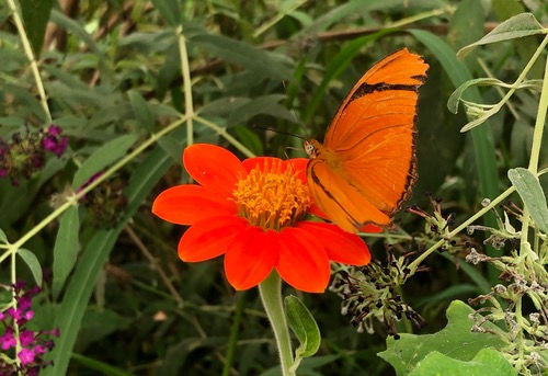 Thumbnail: Tithonia rotundifolia 'Torch'
