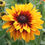 Thumbnail: Rudbeckia 'Cherokee Sunset'