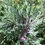 Thumbnail: Kale 'Feathered Frills'