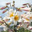 Thumbnail: Lilium regale seeds