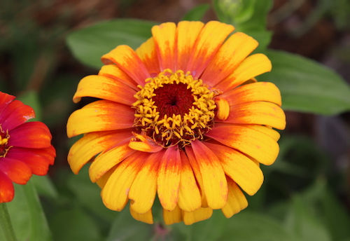 Zinnia 'Sombrero'