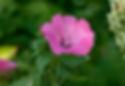 Lavatera trimestris Mix