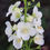 Thumbnail: Verbascum 'White Bride'