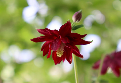 Aquilegia vulgaris 'Ruby Port'
