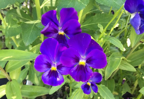 Viola cornuta 'Admiration'