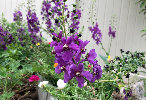 Thumbnail: Verbascum 'Violetta'
