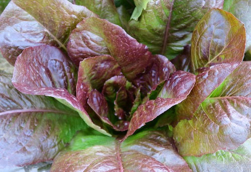 Lettuce 'Rouge d'Hiver'