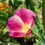 Thumbnail: California Poppy 'Purple Gleam'