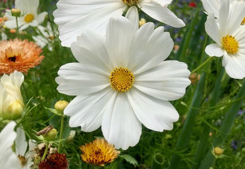 Cosmos 'Dwarf White'