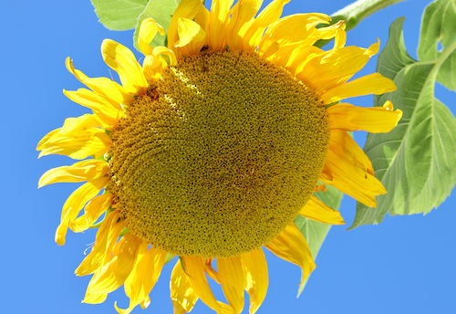 Thumbnail: Sunflower 'Mongolian Giant'