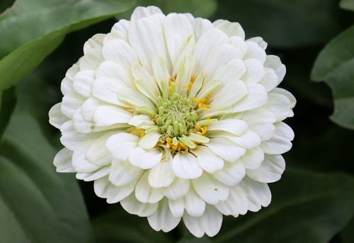 Zinnia 'Polar Bear'