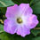 Thumbnail: Petunia 'Dwarf Mixed'