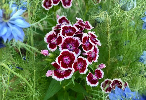 Dianthus barbatus 'Holborn Glory'