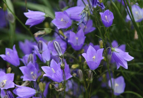 Campanula rotundifolia