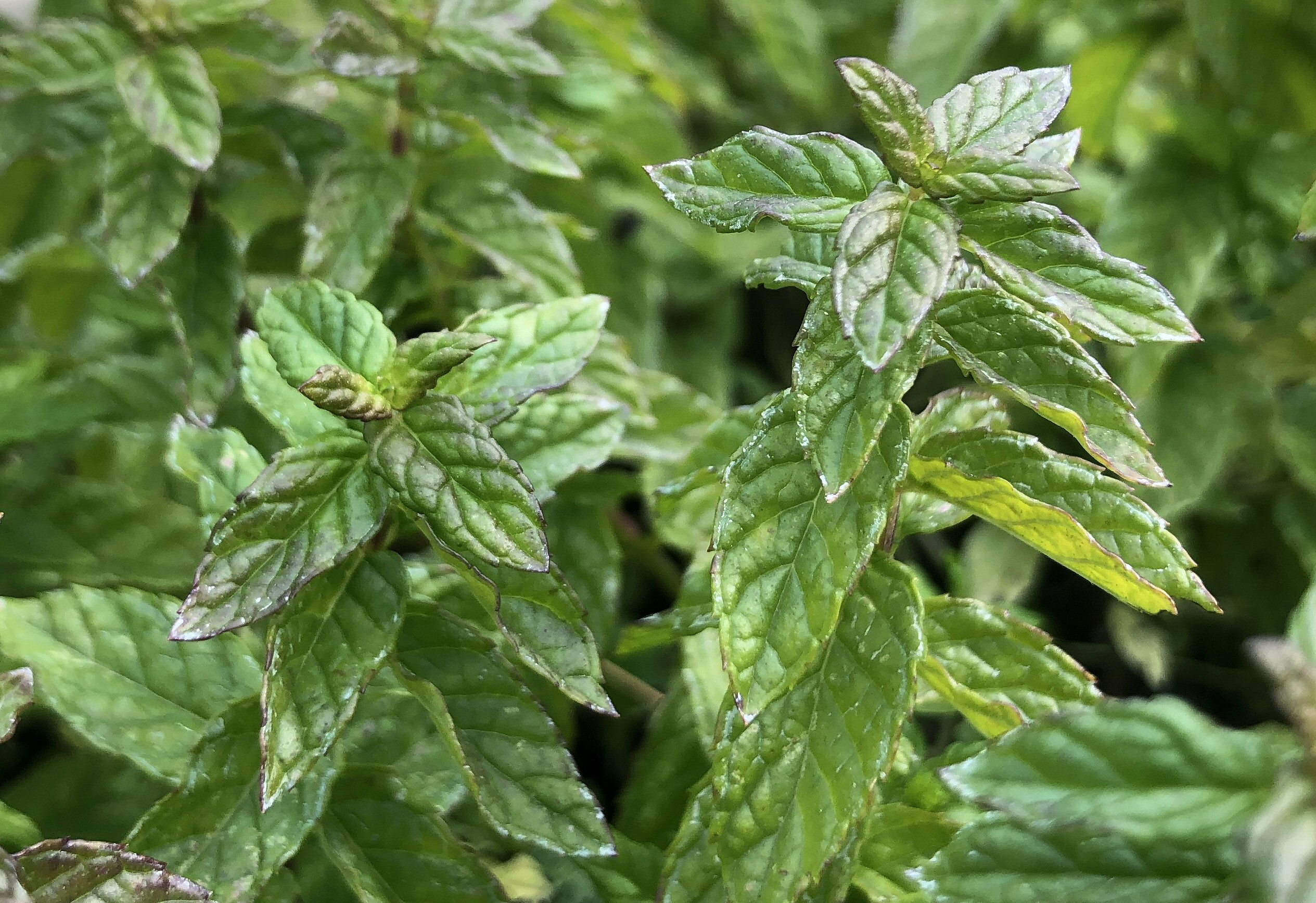 Spearmint