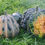 Thumbnail: Squash 'Musquee de Maroc'