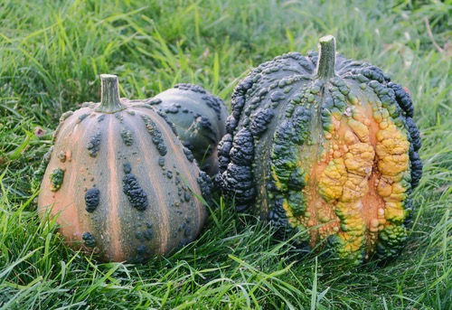 Squash 'Musquee de Maroc'