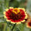 Thumbnail: Zinnia 'Aztec Burgundy Bicolor'