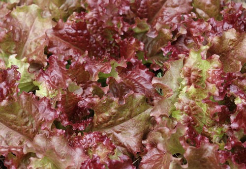 Lettuce 'Flame'