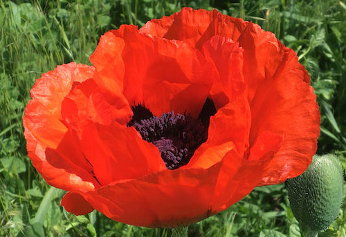 Thumbnail: Papaver orientale 'Brilliant'