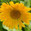 Thumbnail: Calendula 'Resina'