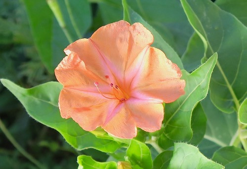 Mirabilis jalapa 'Salmon Sunset' | Megan'sHeirloomSeeds