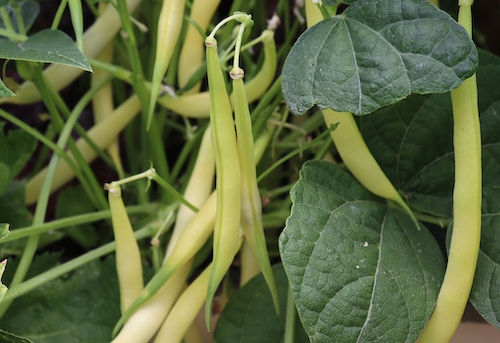 Thumbnail: Bean 'Buerre de Rocquencourt' (Bush)