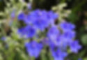 Delphinium 'Blue Butterfly'